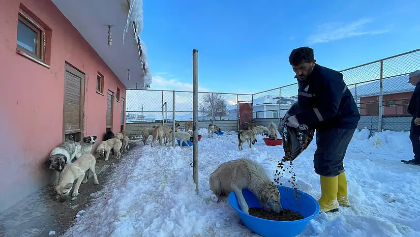 Muş Belediyesi'nden Sokak Hayvanlarına Kışta Sıcak Destek