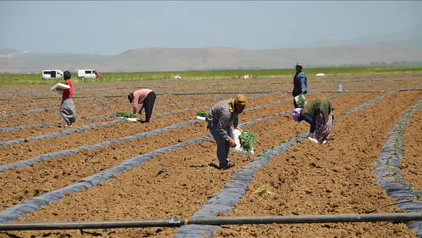 Muş Ovası'nda Karpuz Fideleri Toprakla Buluştu: Yeni Hasat Sezonu Başladı!