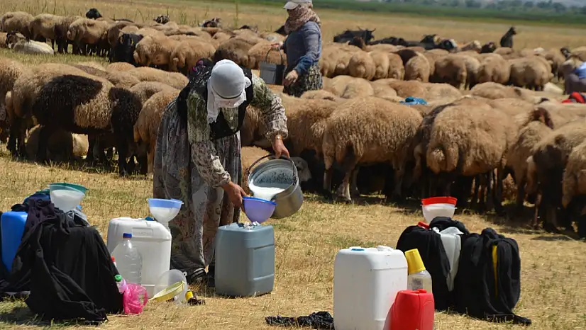 Muş'ta berivanlar geçim için her gün 20 kilometre yol kat ediyorlar