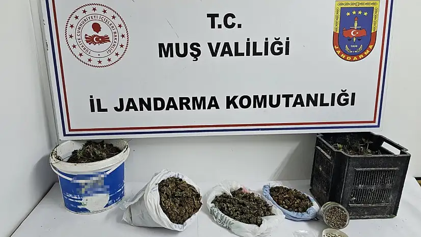 Muş'ta jandarmadan uyuşturucu operasyonu: 1.35 kg esrar ele geçirildi