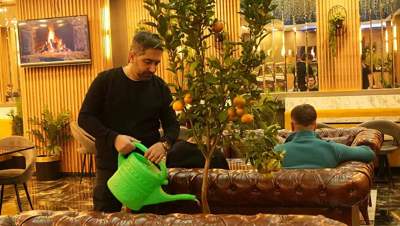 Muş'taki kafe, saksıda yetiştirilen mandalina ağaçlarıyla müşterilerine doğal bir deneyim sunuyor