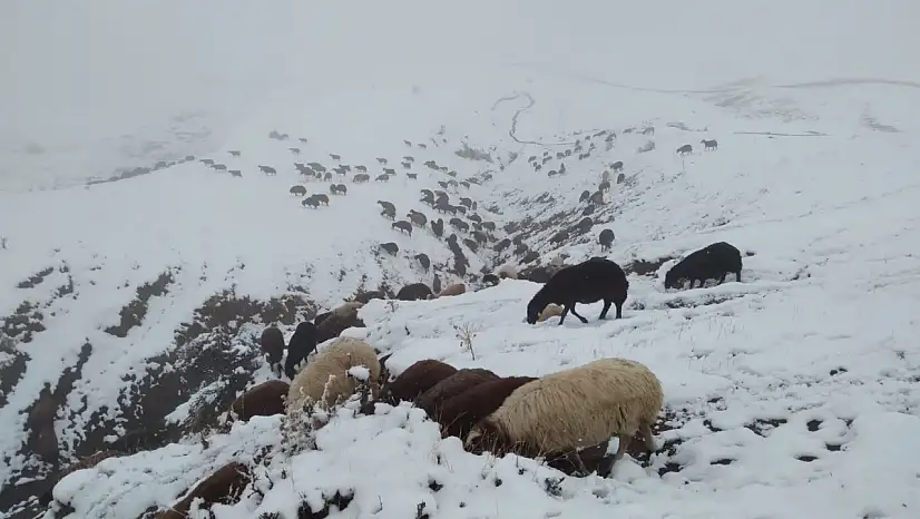 Özveren Köyü'nde hayvancılar karla kaplanan arazide sabah mesaisine çıktı