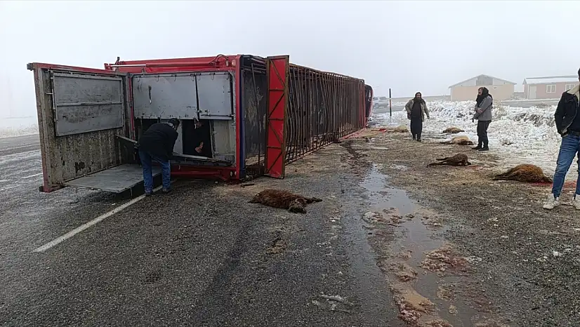 Patnos'ta hayvan yüklü tır kontrolden çıktı