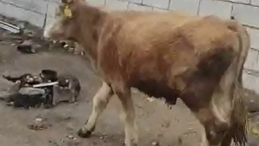 Patnos'ta kaybolan tosunu her yerde arıyorlar