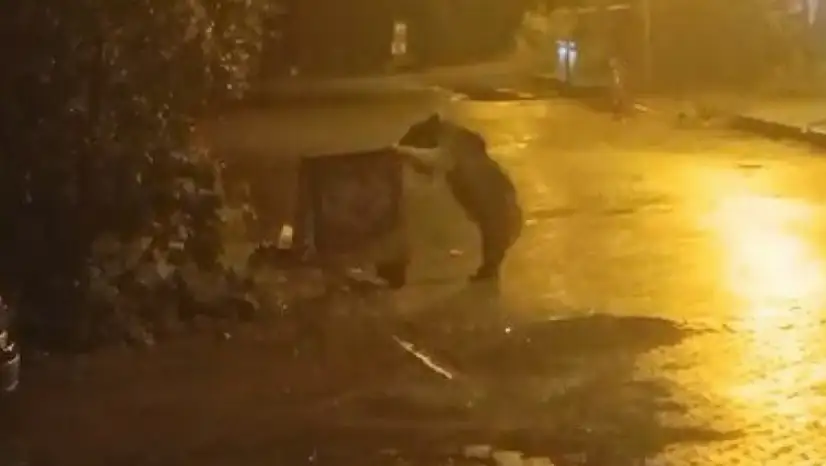 Sarıkamış'ta kış uykusunu unutan boz ayı, mahallede yiyecek aradı