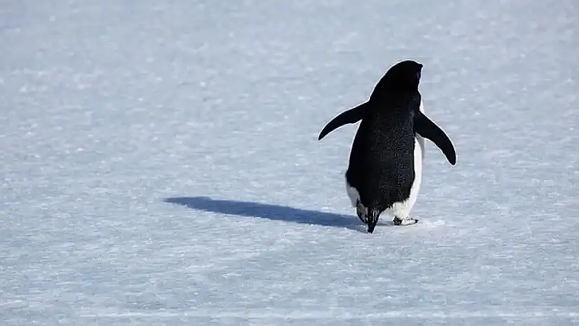 Sürüden Ayrılan Penguen Nereye Gitti, Öldü mü, Yaşıyor mu, Akıbeti Ne Oldu?