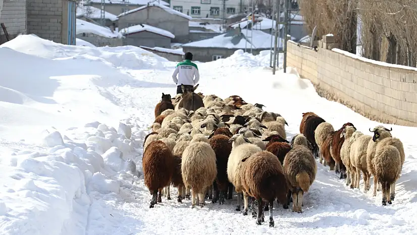 Taşlıçay'da besiciler hayvanlarını kar üstünde besliyor