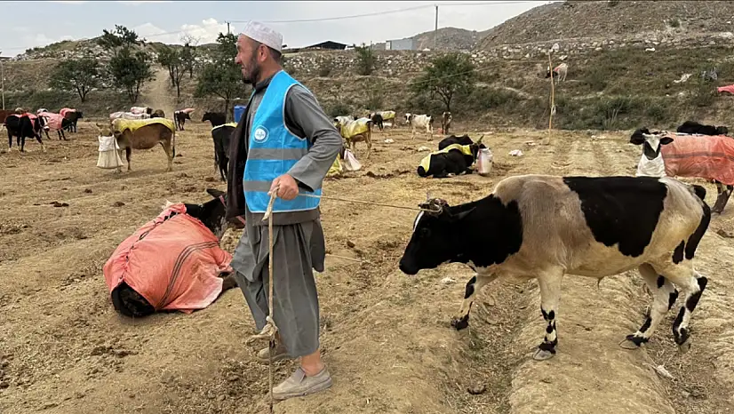 TDV'nin Afganistan'daki kurban organizasyonunda 8 bin 400 hisse et nasıl dağıtılacak?