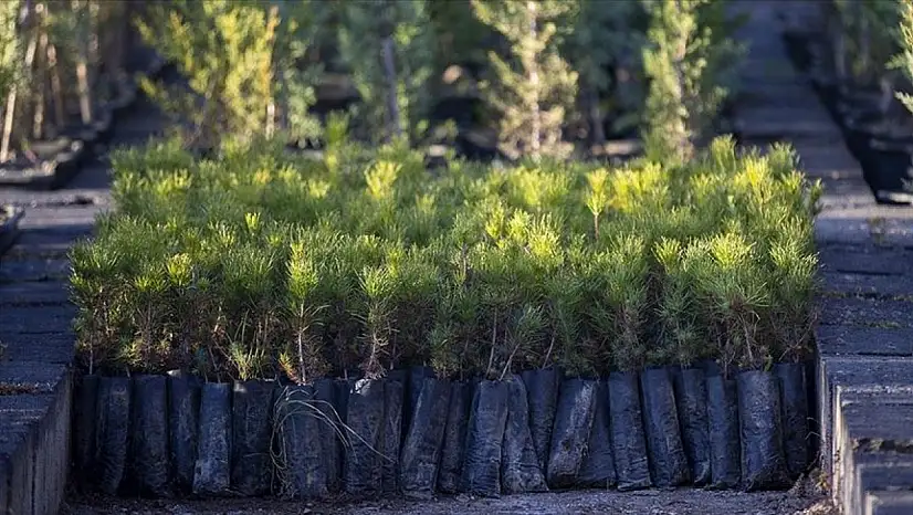 Türkiye'de ağaçlandırmada 517 milyonluk rekor
