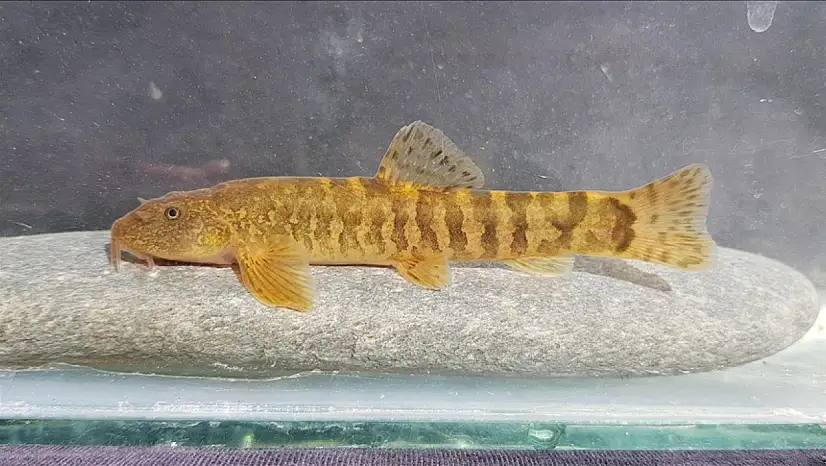 Türkiye'nin iç suları tehlike çanları çalıyor