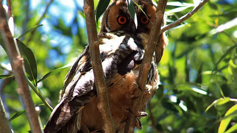 Van'da Nadir Görülen Kulaklı Orman Baykuşu Heyecan Yarattı