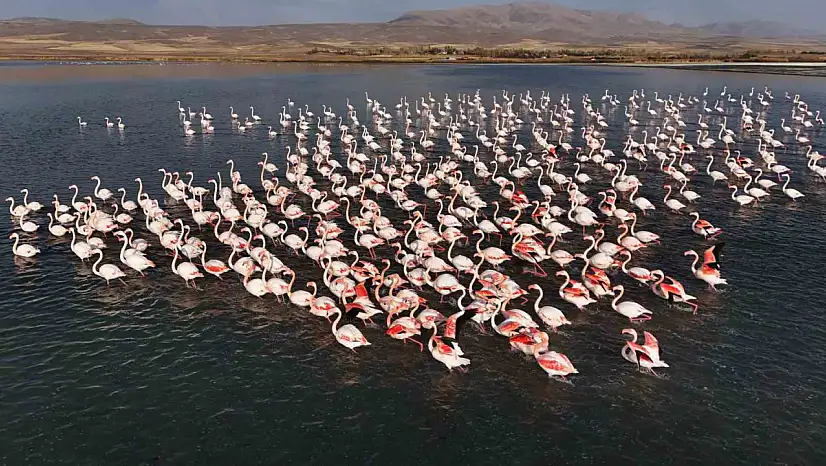 Van'daki Erçek Gölü flamingoların konaklama noktası oldu, doğal güzellikleriyle ziyaretçileri cezbediyor