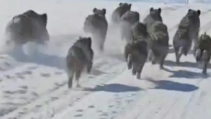 Yaban domuzları Van'da yollara indi