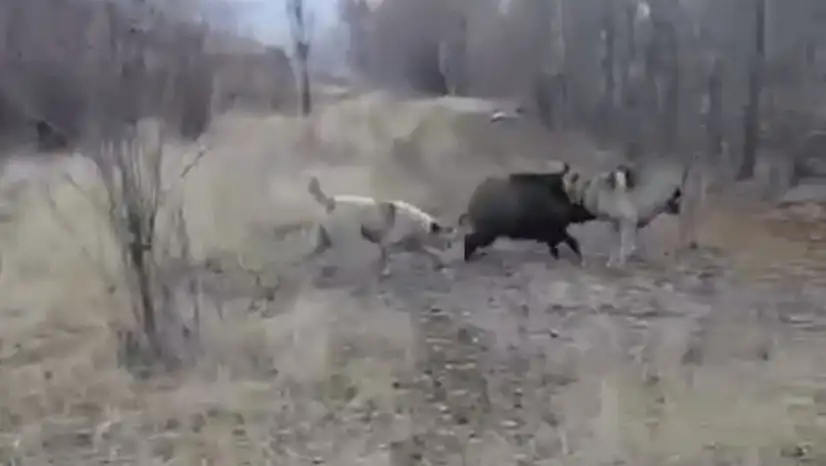 Yaban domuzu köpeklerin saldırısına uğrarken o anlar cep telefonuyla kaydedildi