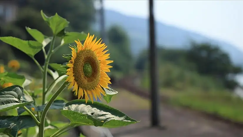 Yerli tohum hamlesi ayçiçeğinde dengeleri değiştirdi