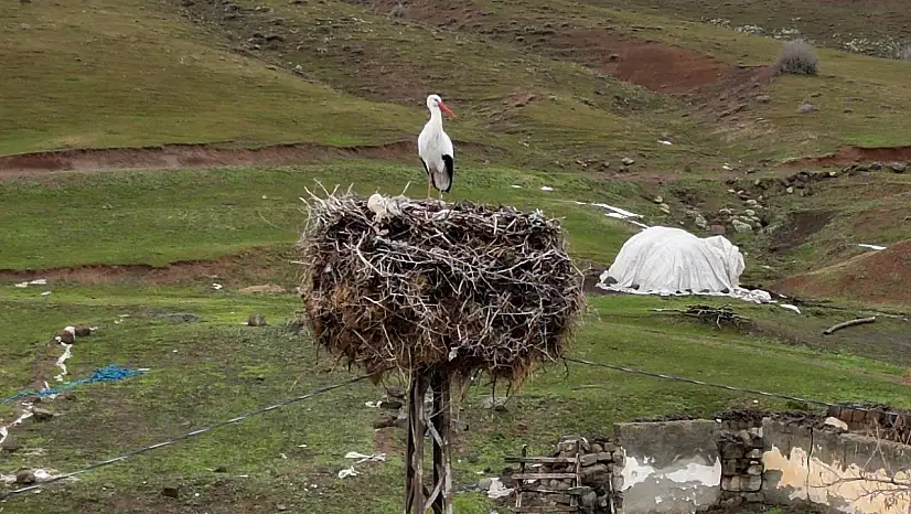 Yıllardır göç etmeyen leylek köyün maskotu oldu