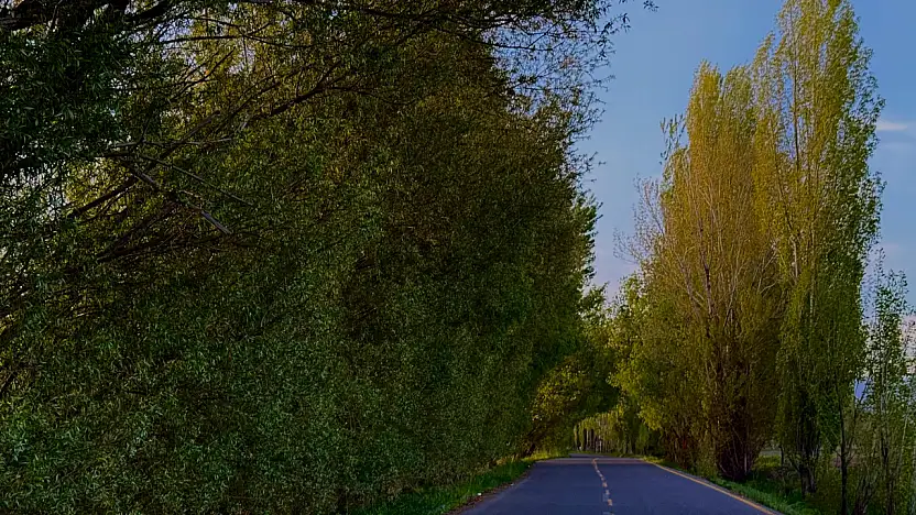 Ağrı'da ağaçlar tünel oluşturdu TRT park yolu yeniden yeşillendi