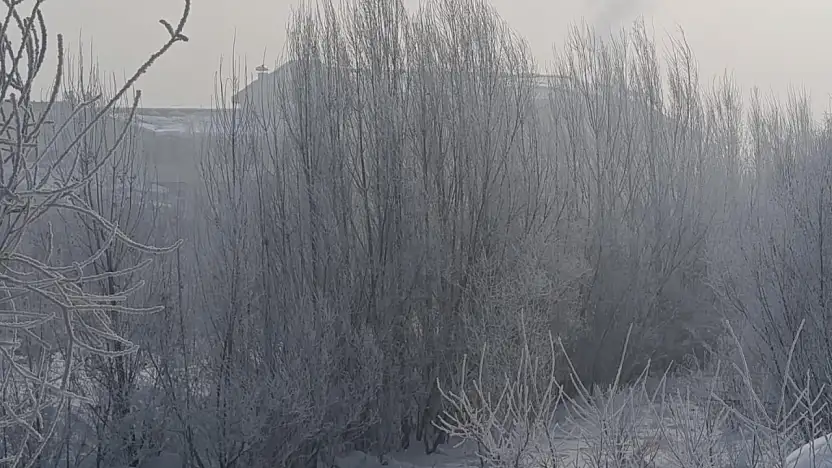 Ağrı'da araçlar ve ağaçlar buzla kaplandı