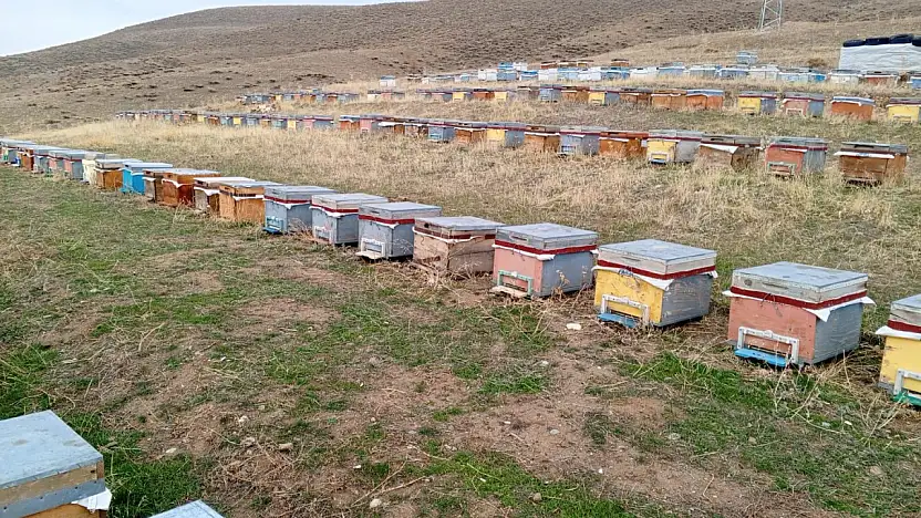 Ağrı'da arıcılar bal sezonu sonrası kış hazırlıklarına başladı
