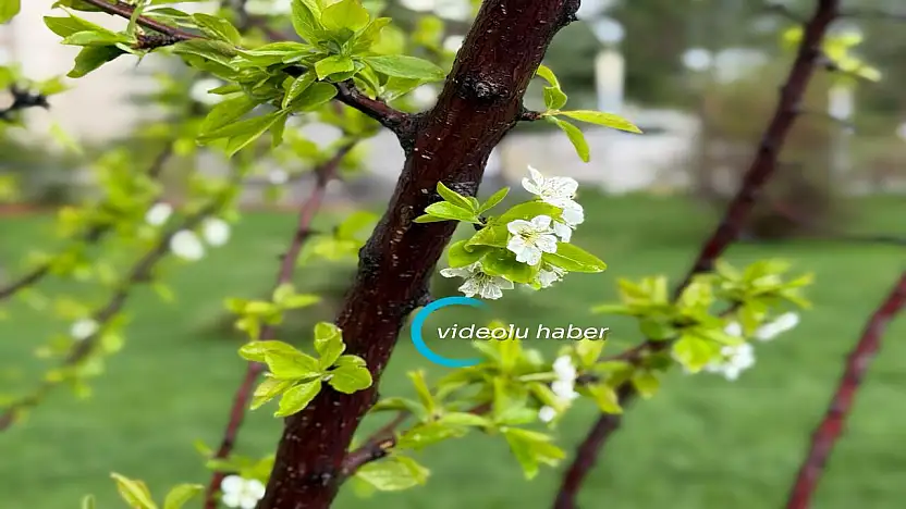 Ağrı'da bahar yağmurları dolu ile birlikte geldi