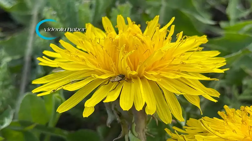 Ağrı'da baharın gelişiyle doğada canlanma başladı