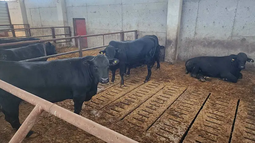 Ağrı'da besicilik kapasitesi artırılıyor