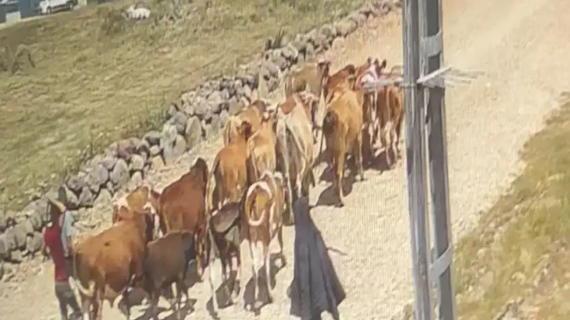 Ağrı'da çalınan 22 büyükbaş hayvandan 15'i Doğubayazıt'ta bulundu