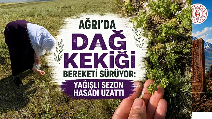 Ağrı'da Dağ Kekiği bereketi sürüyor: Yağışlı sezon hasadı uzattı