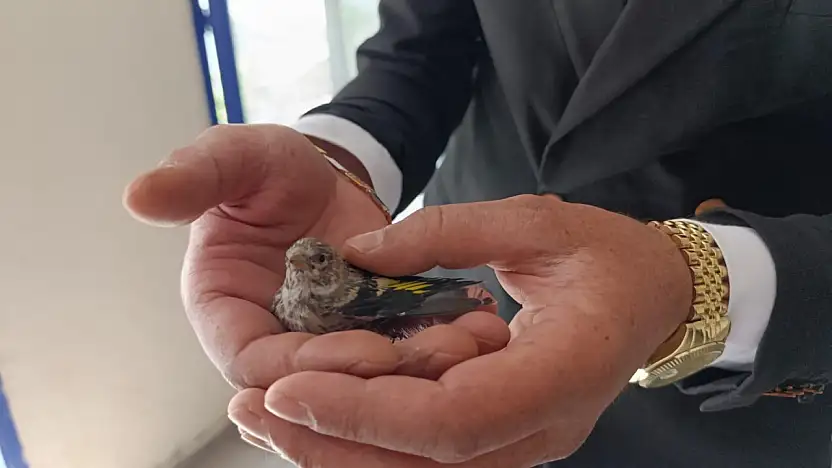 Ağrılı esnafa minik serçeden sabah sürprizi