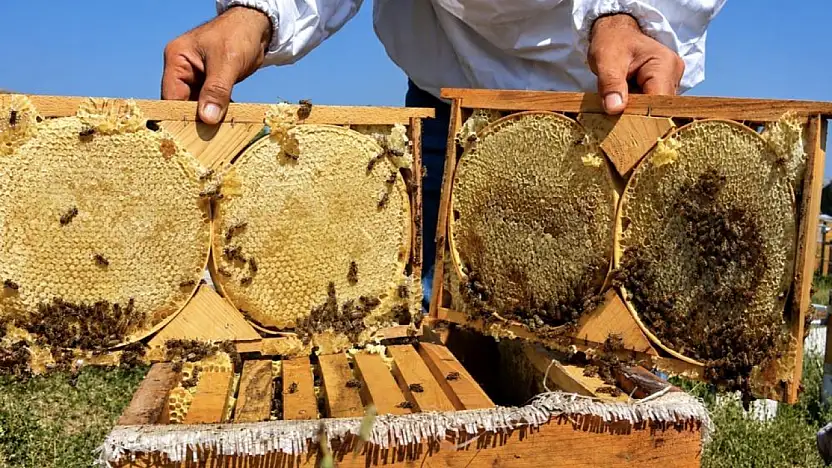 Ağrı'da Geven balında hasat bereketi: Hedef 357 ton