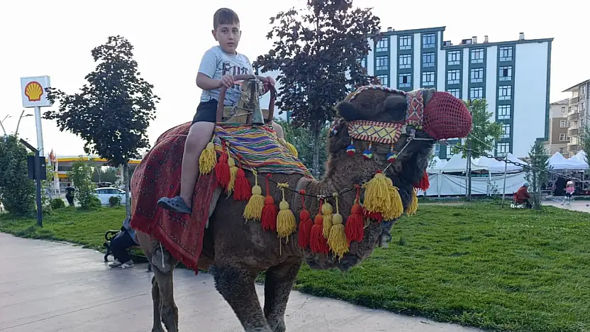 Ağrı'da gören bir daha baktı! Millet Bahçesi'ne deve geldi