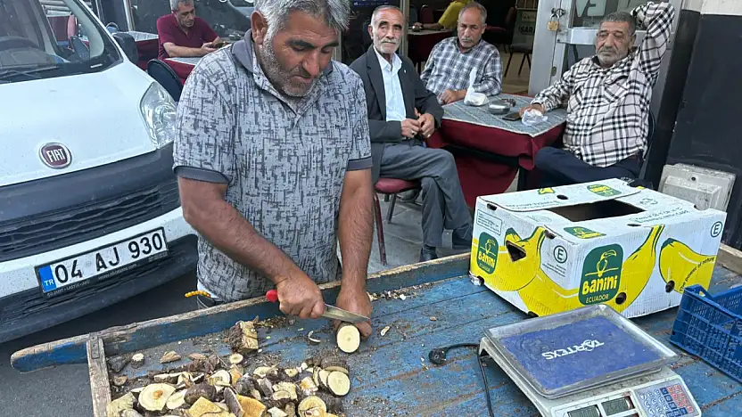 Ağrı'da hastaların peşine düştüğü kök dağlardan toplanıyor