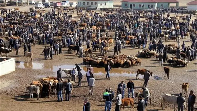 Ağrı'da Hayvan Pazarı yeniden açılıyor! Bakan Yumaklı tarih verdi