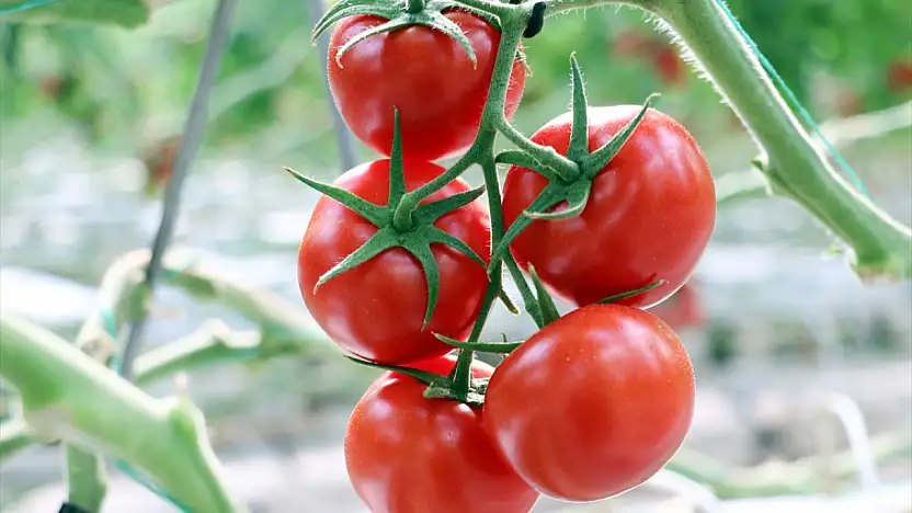 Ağrı'da jeotermal mucizesi: Domatesler Avrupa yolunda