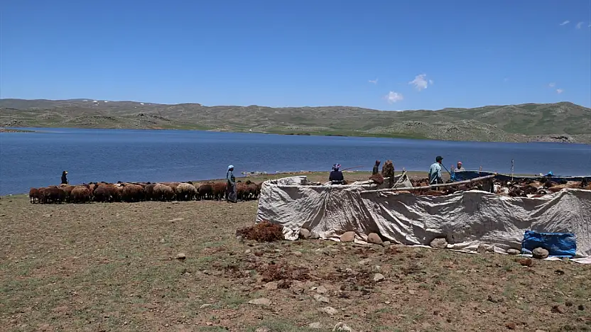 Ağrı'da kar geç eridi, göçerlerin yayla mesaisi geç başladı