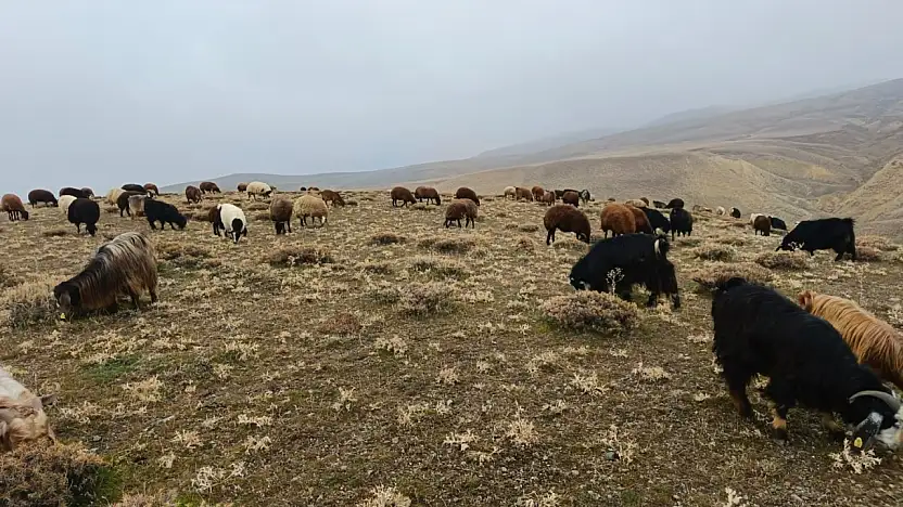 Ağrı'da kar yağışı gecikirken köylüler meralardan faydalanıyor