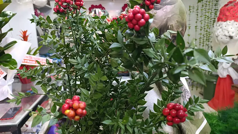 Ağrı'da 'kokina çiçeği' yılbaşı için alıcılarını bekliyor