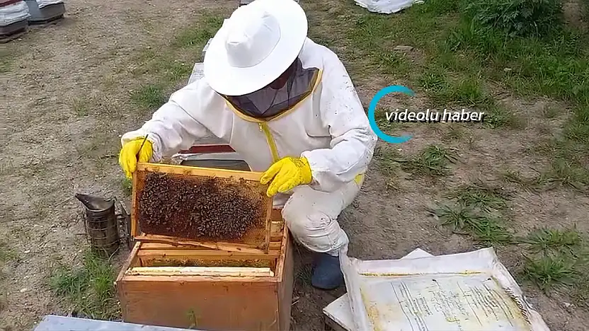 Ağrı'da kovanlar açıldı sezon başladı