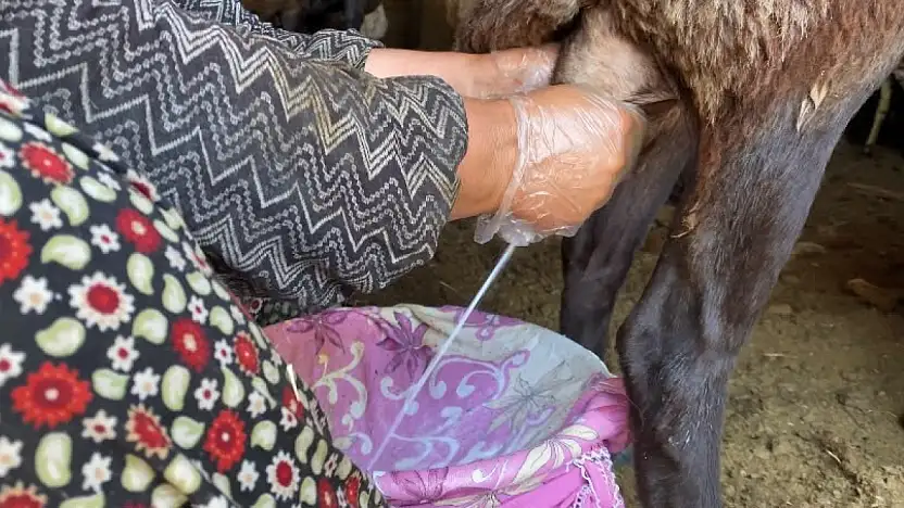 Ağrı'da koyun sağımı sezonu başladı: Üreticiler emeğini ekonomiye dönüştürüyor