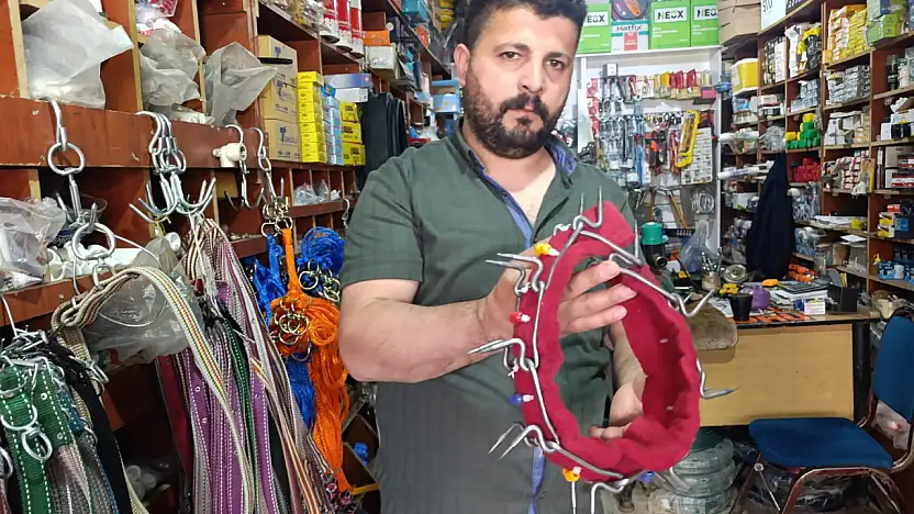 Ağrı'da Kurtlara karşı çivili önlem! Yaylacılar çoban köpeklerini böyle koruyor