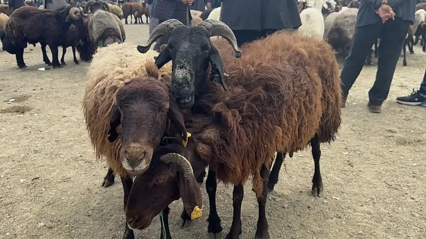 Ağrı'da şap alarmı: Hayvan borsasına geçici ara verildi