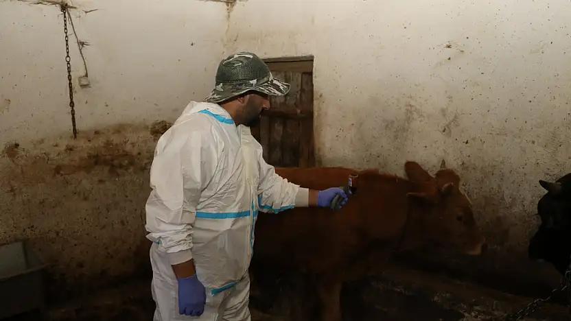 Ağrı'da şap hastalığına karşı aşılama çalışmaları sürüyor