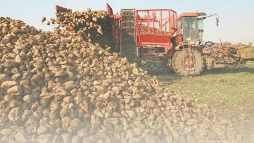 Ağrı'da şeker pancarı üreticisine müjde: Fiyatlar güncellendi