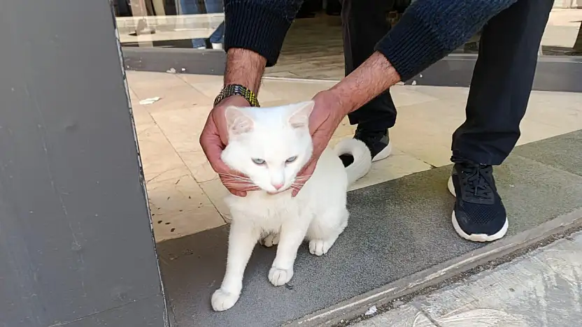 Ağrı'da Van kedisi görenleri hayran bıraktı