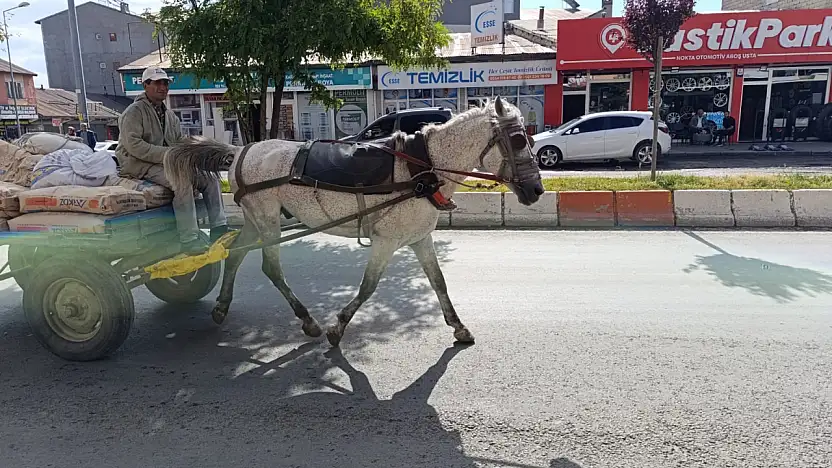 Ağrı'da yaz ayının gelişiyle at arabacıları yoğun mesaiye başladı