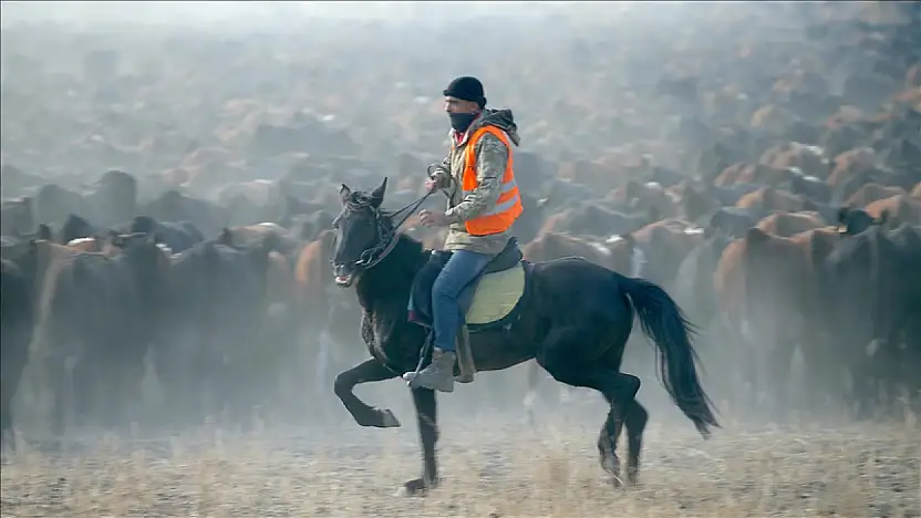 Ağrı Dağı eteklerinde atlı çobanlar sürüleri yılkı atlarıyla yönetiyor