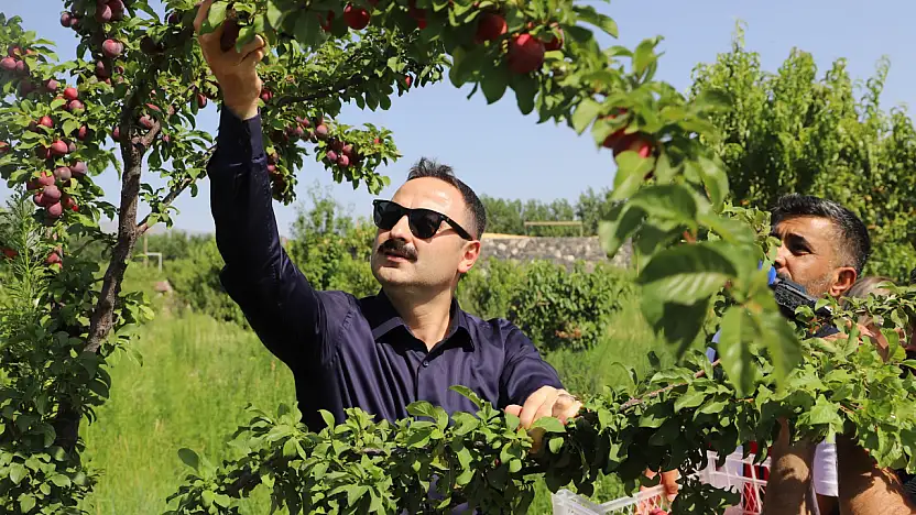 Ağrı Dağı eteklerindeki meyve bahçesi ilçeye umut oluyor