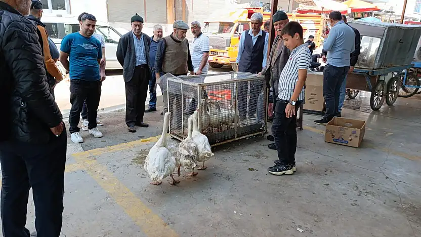 Ağrı meydan pazarında kaz satışları hareketlendi