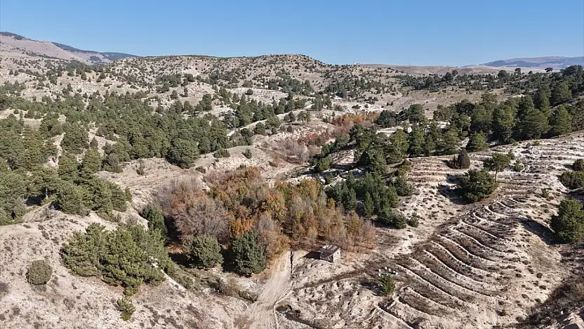 Ağrı'nın da dahil olduğu bal ormanı projesi büyüyor: Arıcılık için yeni fırsatlar doğuyor