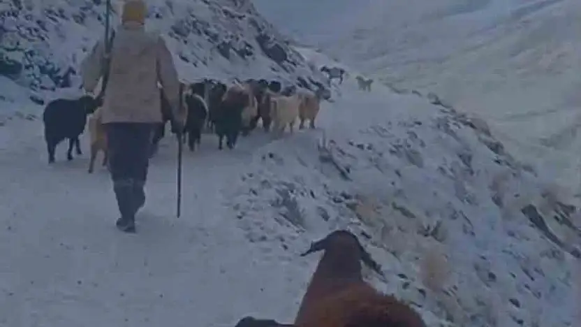 Ağrı'nın ilçelerinde hayvanlarını otlatmaya çıkaran köylüler tipiye yakalandı